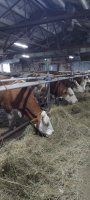 “Туймаада” экоферма бастыҥнар кэккэлэригэр