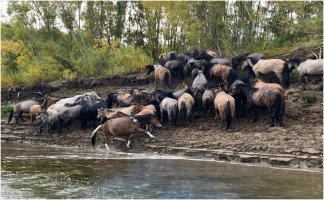 Кыстыкка киирии кэминэн бара турар