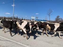 В хозяйствах Хангаласского улуса продолжается массовый переезд на летние фермы