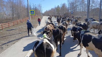 В хозяйствах Хангаласского улуса продолжается массовый переезд на летние фермы