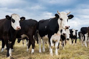 ООО «Кладовая Олекмы»: только натуральная и качественная продукция