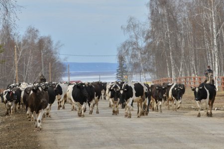 ООО «Конезавод Берте»