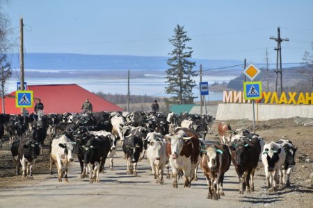 ООО «Конезавод Берте»