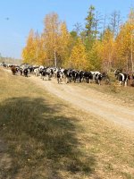 ООО «Конезавод Берте»